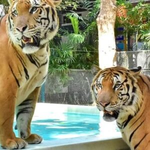 Tiger Park Pattaya