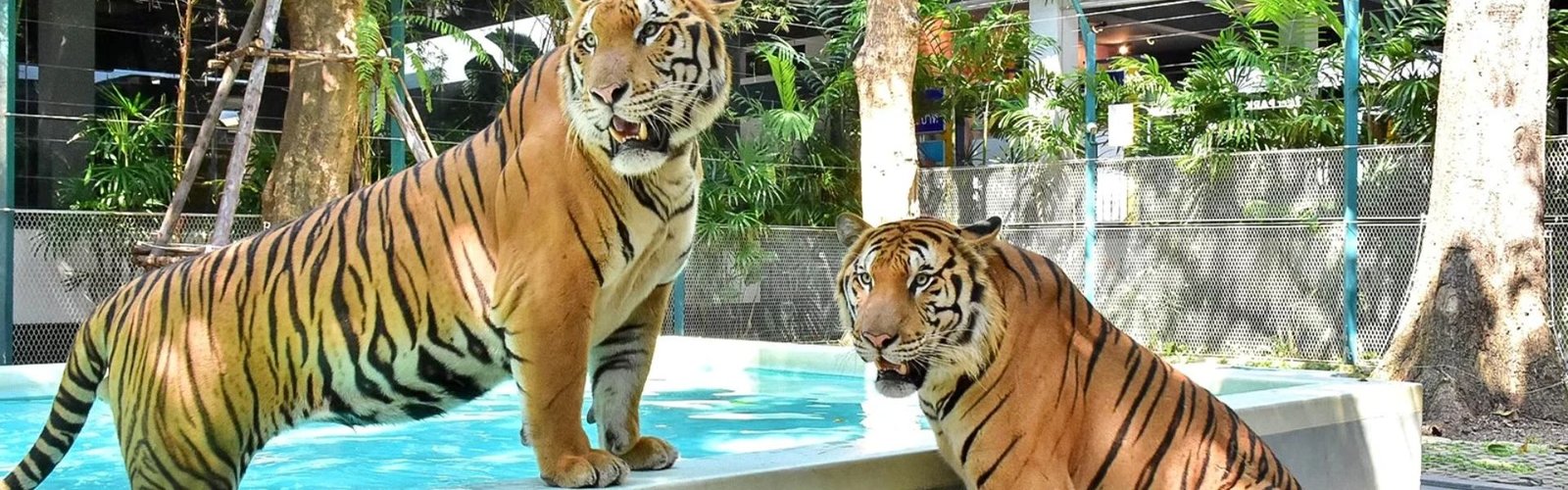 Tiger Park Pattaya Banner