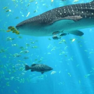 Underwater World Pattaya