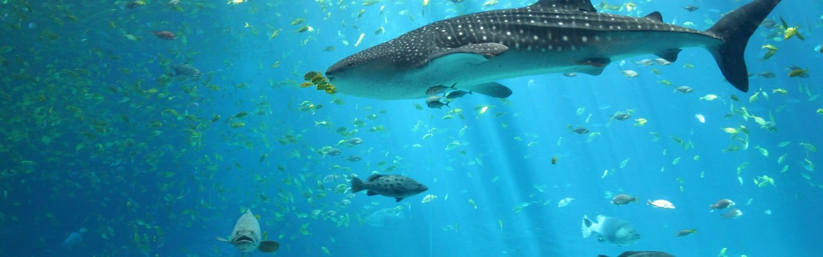 Underwater World Pattaya Banner